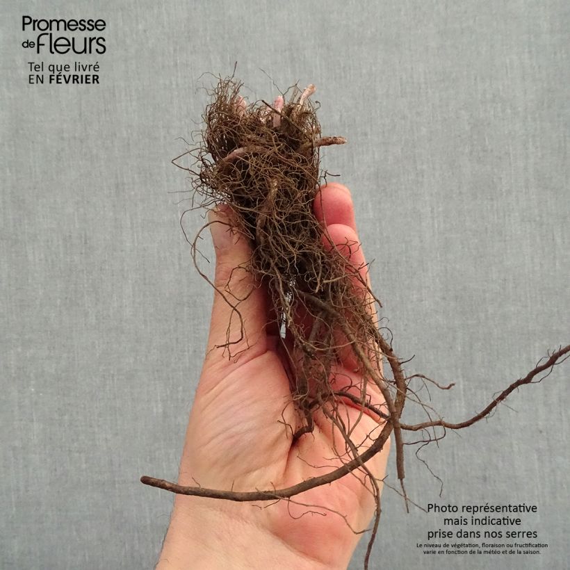 Amostra de Nepeta x faassenii Junior Walker Petites Racines nues tal como entregue no inverno