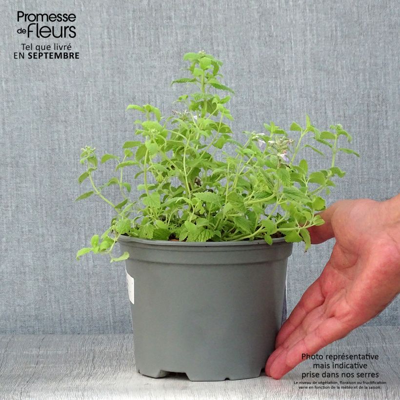 Amostra de Nepeta faassenii Limelight Vaso de 2 L/3 L tal como entregue no verão