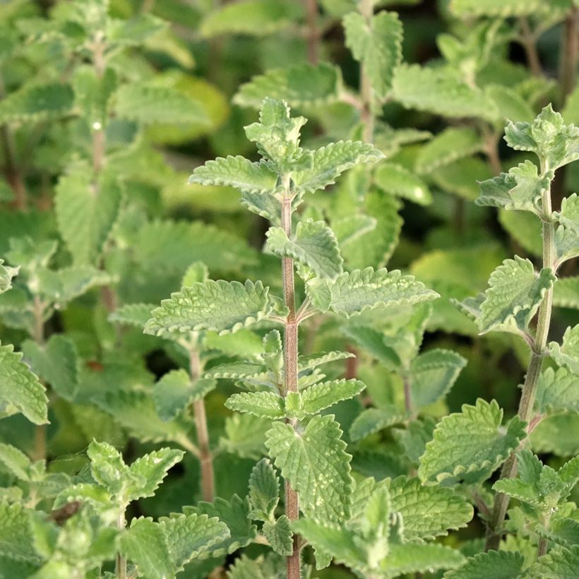 Nepeta faassenii Walkers Low (Folhagem)