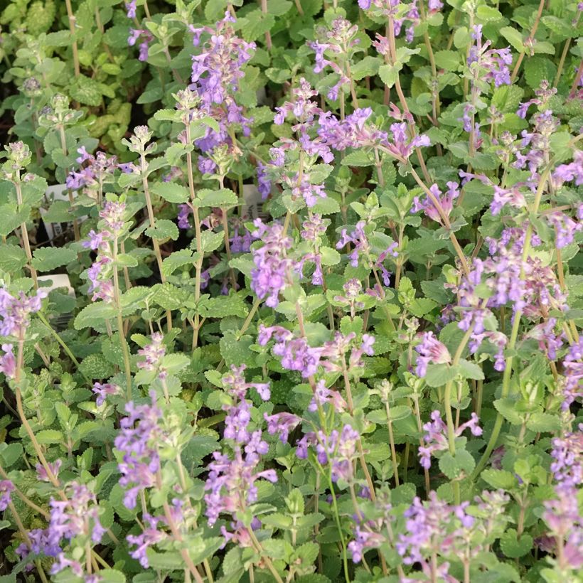 Nepeta faassenii Walkers Low (Floração)