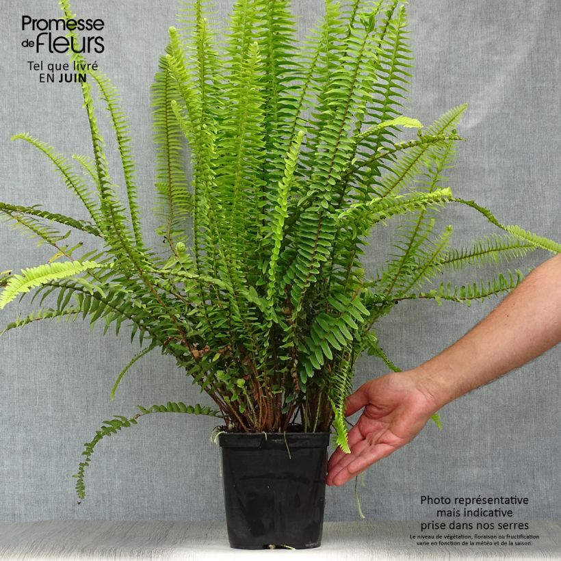 Amostra de Nephrolepis cordifolia Artic Jungle Vaso de 2 L/3 L tal como entregue no verão