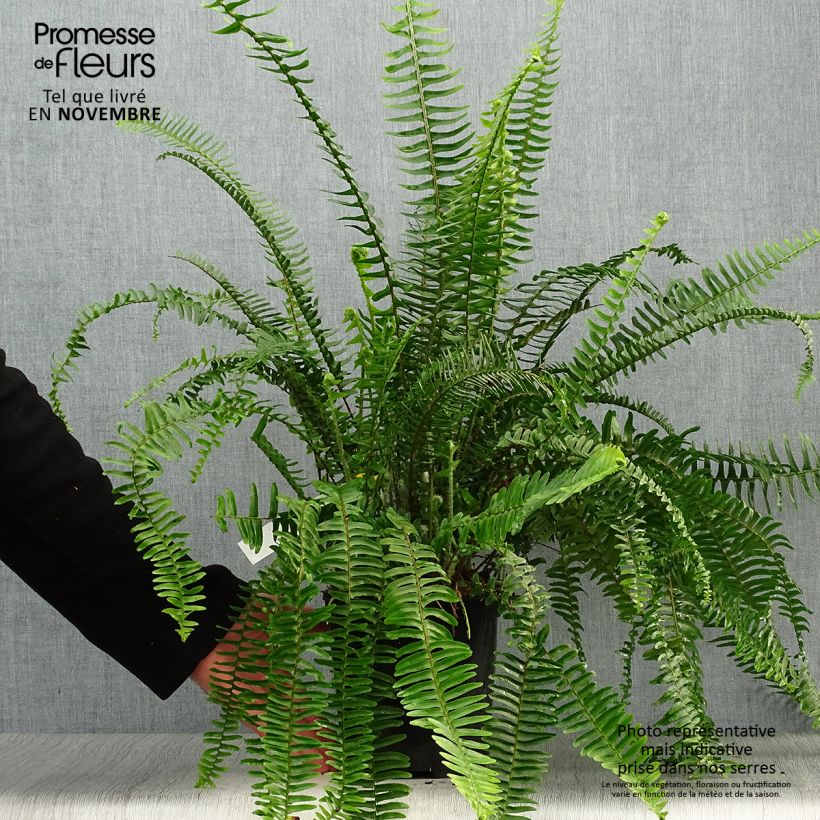 Amostra de Nephrolepis cordifolia Artic Jungle Vaso de 2 L/3 L tal como entregue no outono