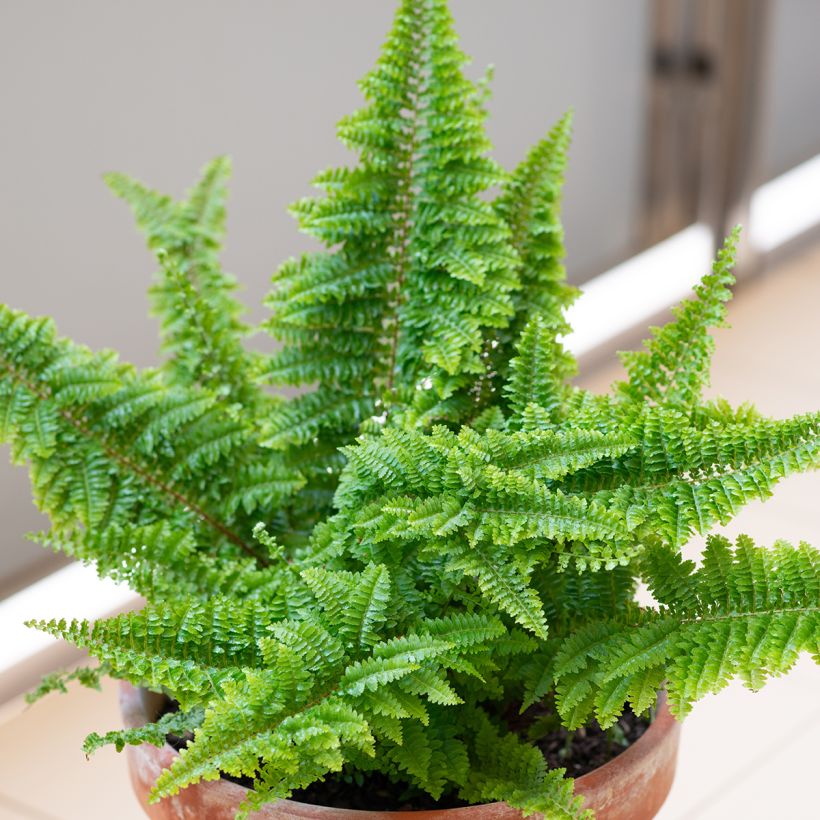 Nephrolepis exaltata Cotton Candy - Feto-de-Boston (Hábito)