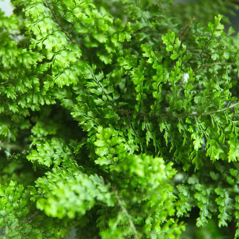 Nephrolepis exaltata Fluffy Ruffle - Feto-de-Boston (Folhagem)