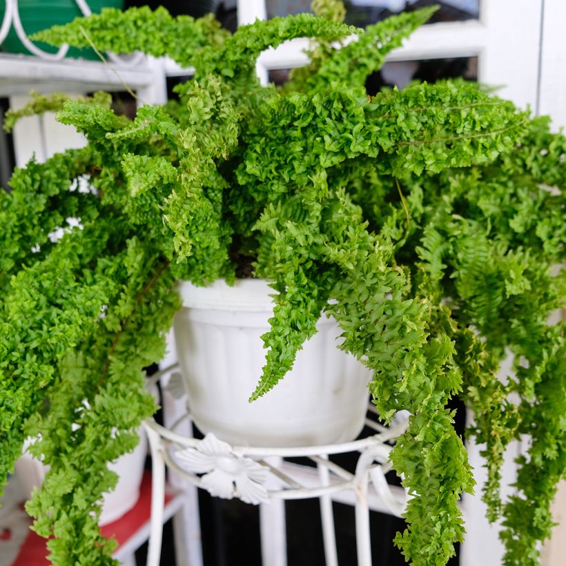 Nephrolepis exaltata Fluffy Ruffle - Feto-de-Boston (Hábito)