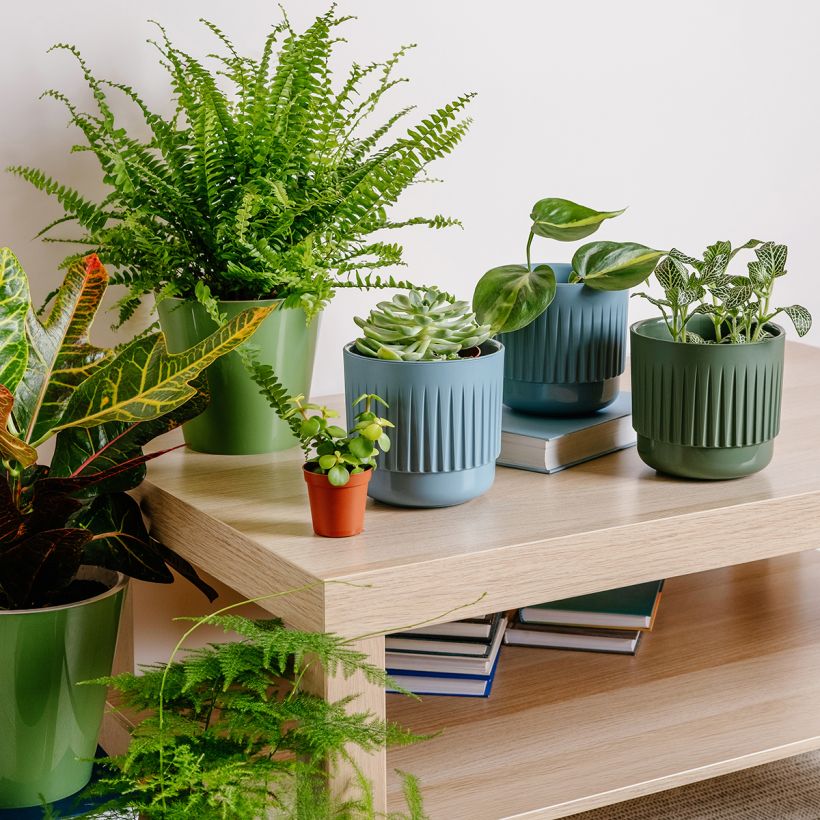 Nephrolepis exaltata Green Fantasy - Feto-de-Boston (Hábito)