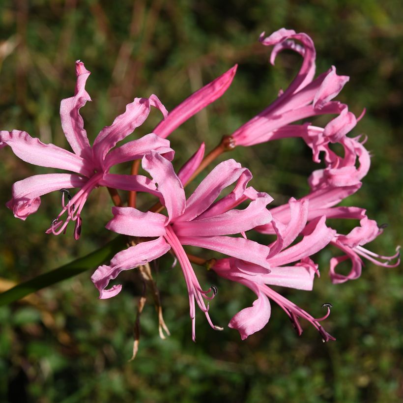 Nerine bowdenii Amandi (Floração)