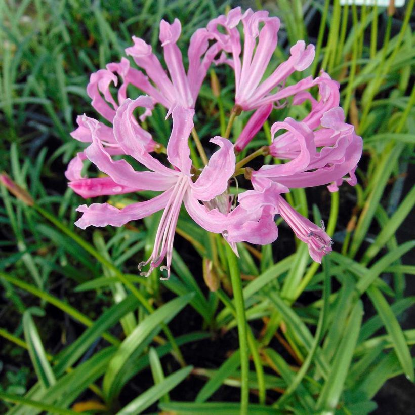 Nerine undulata (Floração)