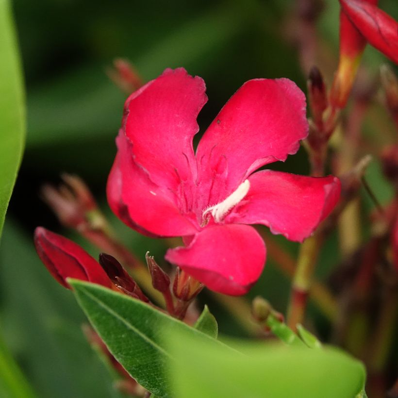 Oleandro Vermelho Simples (Floração)