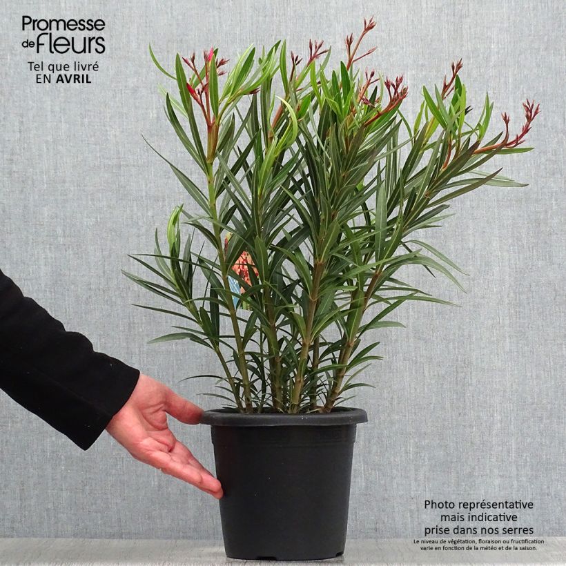 Amostra de Oleandro Soleil Levant Vaso de 3 L/4 L, Arbusto tal como entregue na primavera