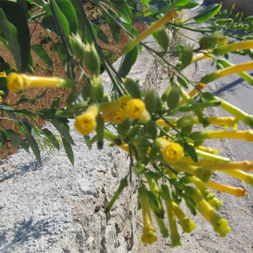 Nicotiana glauca - Tabaqueira-brava (Floração)