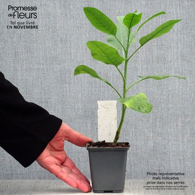 Amostra de Nicotiana glauca - Tabaqueira-brava Vaso de 8/9 cm tal como entregue no outono