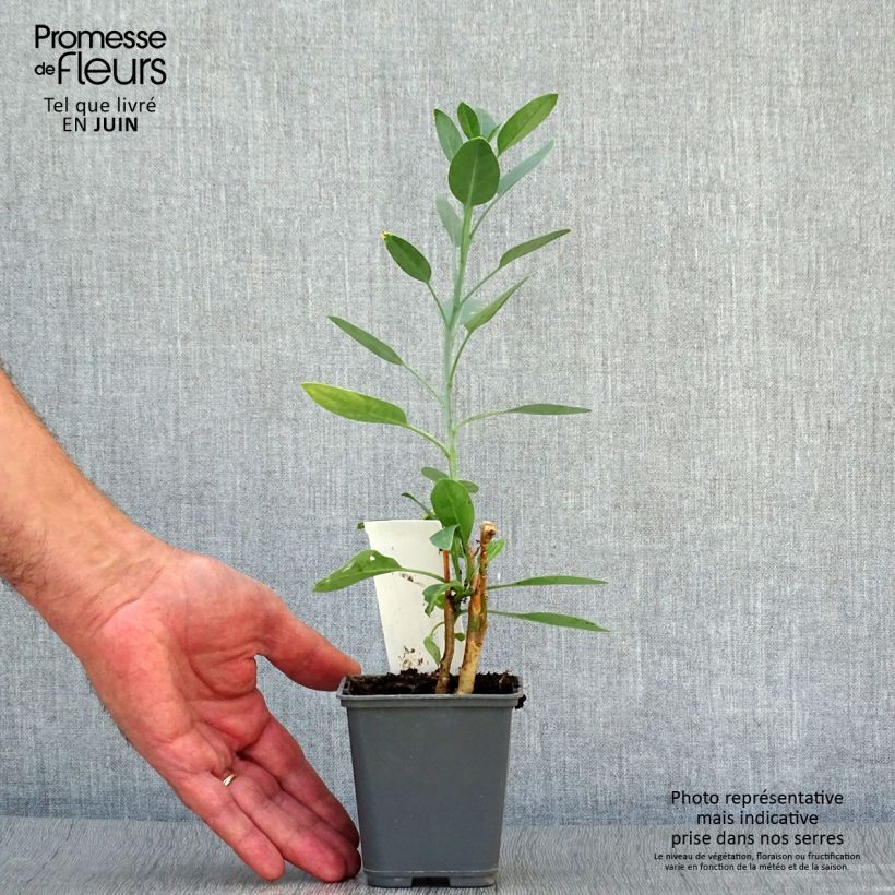 Amostra de Nicotiana glauca - Tabaqueira-brava Vaso de 8/9 cm tal como entregue no verão