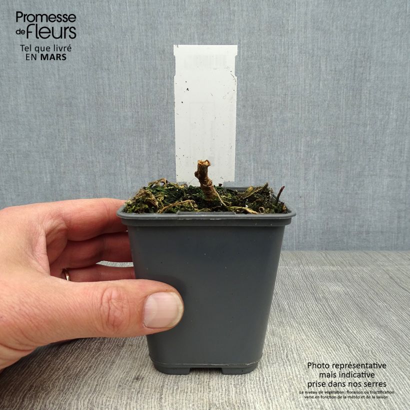 Amostra de Nicotiana glauca - Tabaqueira-brava Vaso de 8/9 cm tal como entregue na primavera