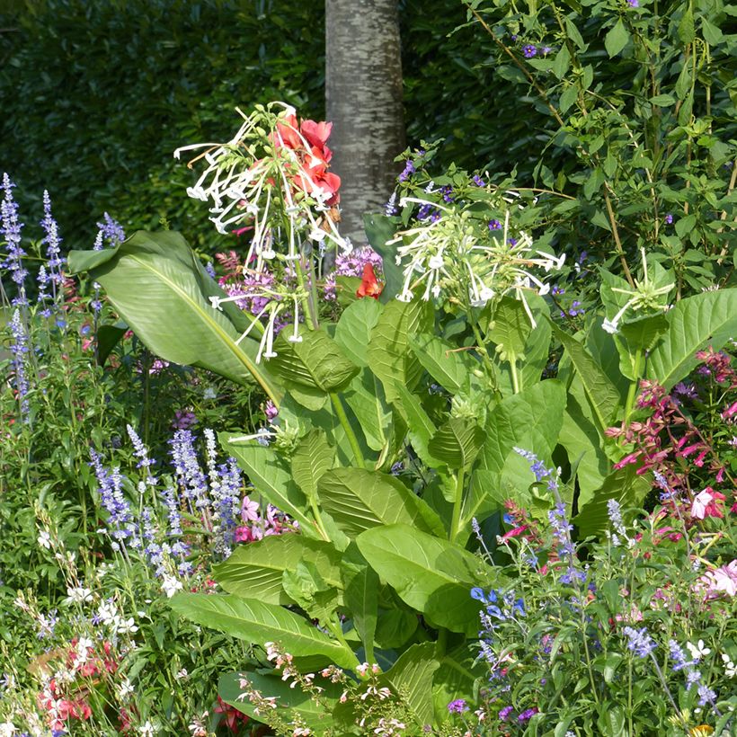 Nicotiana sylvestris em sementes - Tabaco-do-bosque (Hábito)