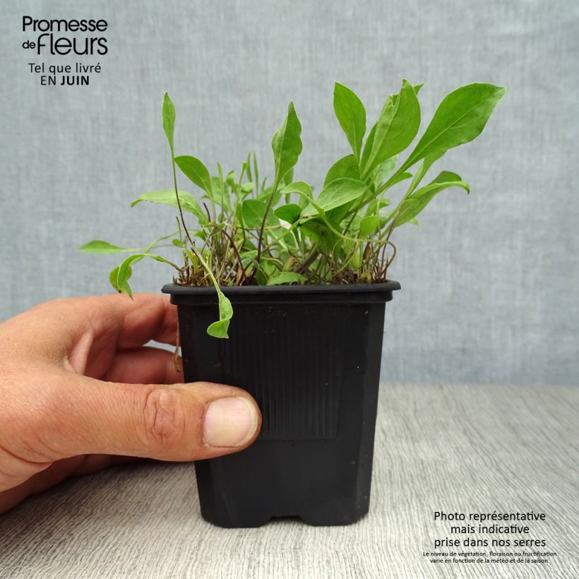 Amostra de Nierembergia repens Vaso de 8/9 cm tal como entregue no verão