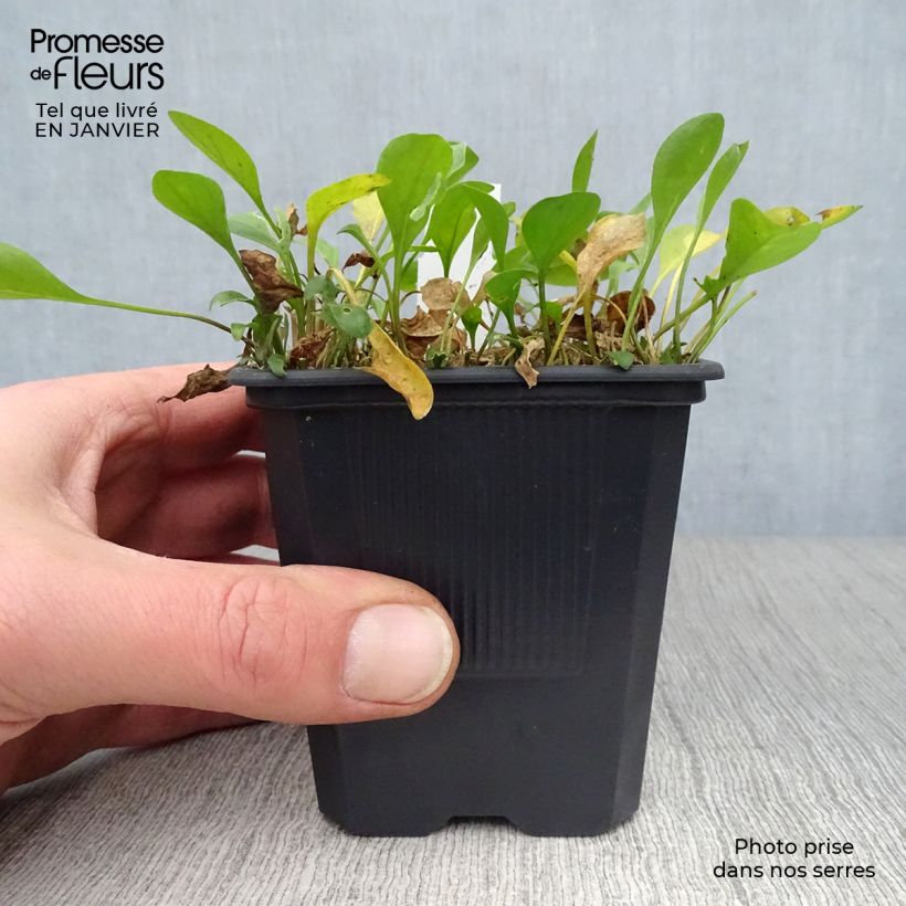 Amostra de Nierembergia repens - Nierembergia rampant Vaso de 8/9 cm tal como entregue no inverno