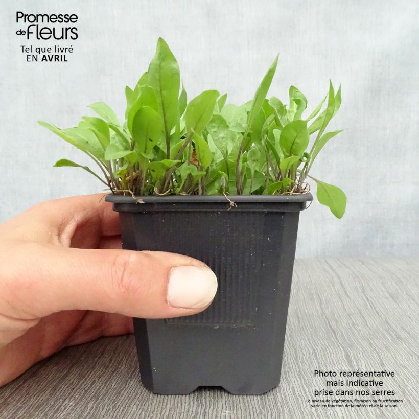 Amostra de Nierembergia repens Vaso de 8/9 cm tal como entregue na primavera