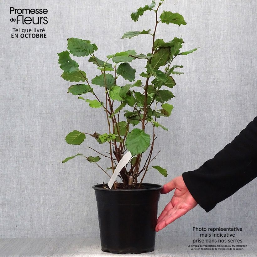 Amostra de Aveleira Fértil de Coutard - Corylus avellana Vaso de 3 L/4 L, Arbusto tal como entregue no outono