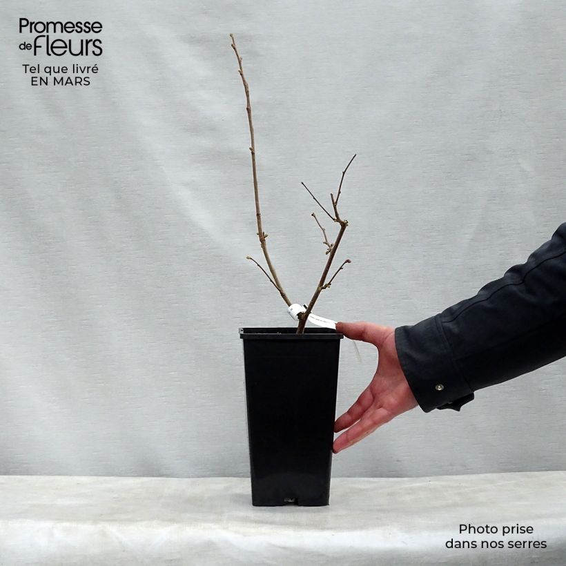 Amostra de Aveleira Merveille de Bollwiller - Corylus maxima Vaso de 2 L/3 L tal como entregue na primavera