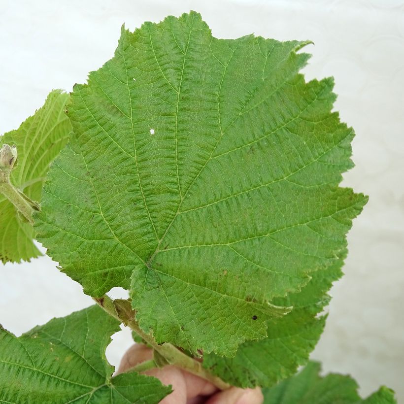 Aveleira Merveille de Bollwiller - Corylus maxima (Folhagem)