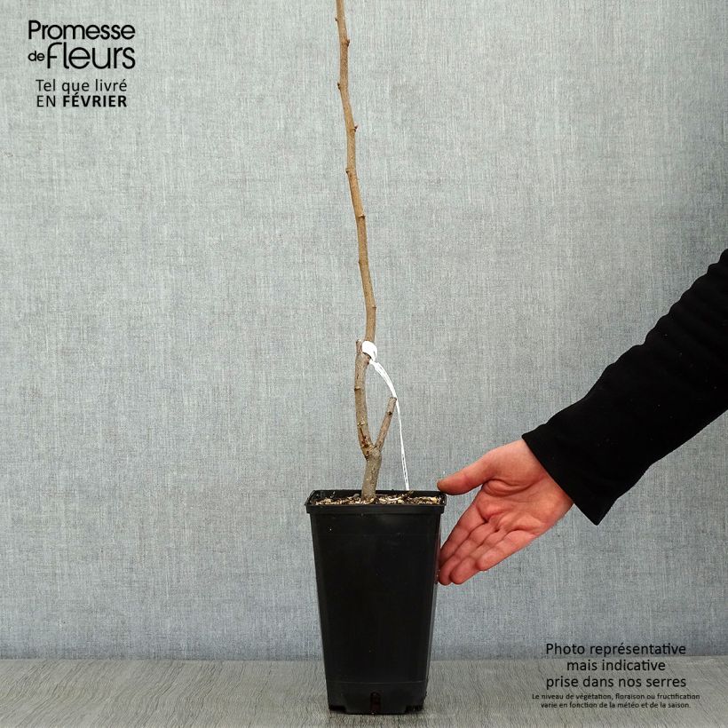 Amostra de Noisetier commun - Corylus avellana Longue d'Espagne Vaso de 3 L/4 L, Arbusto tal como entregue no inverno