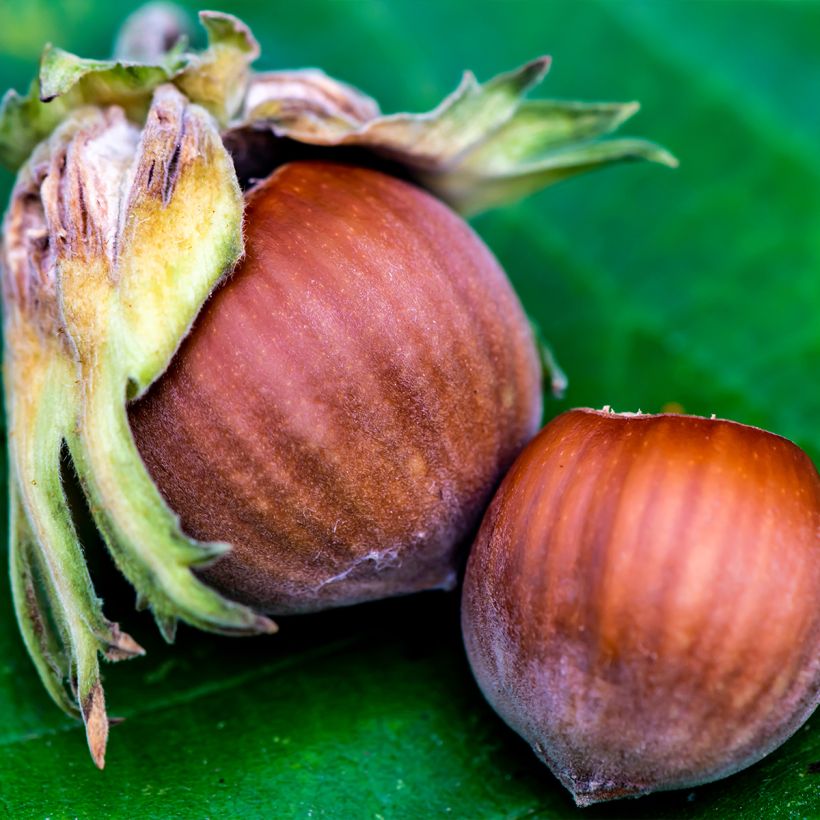 Aveleira Longa de Espanha - Corylus avellana (Colheita)