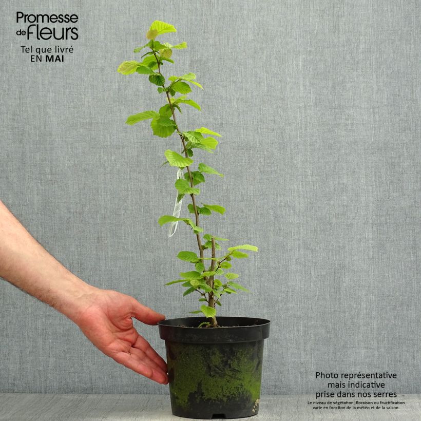 Amostra de Corylus avellana raiz nua Vaso de 2 L/3 L tal como entregue na primavera