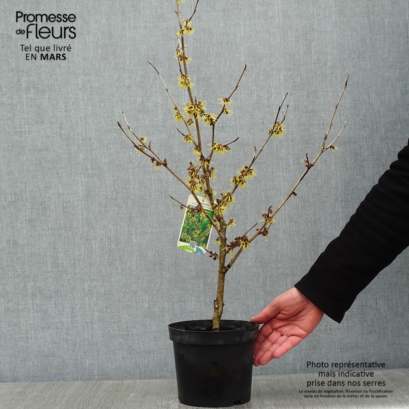 Amostra de Hamamelis (x) intermedia Westerstede - Noisetier de sorcière Vaso de 3 L/4 L tal como entregue no inverno