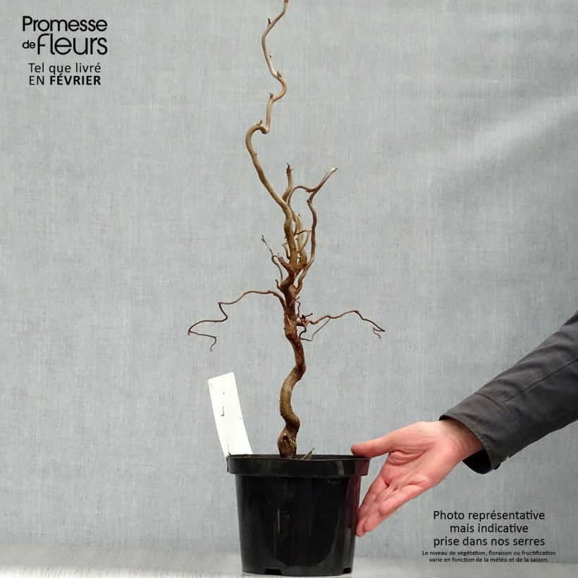 Amostra de Noisetier tortueux - Corylus avellana Contorta Vaso de 3 L/4 L tal como entregue no inverno