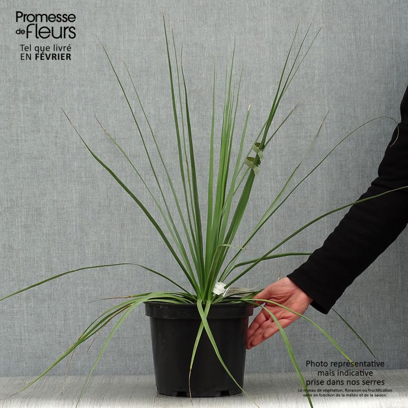 Amostra de Nolina hibernica - Nolina La Sibirica Vaso de 6 L/7 L tal como entregue no inverno