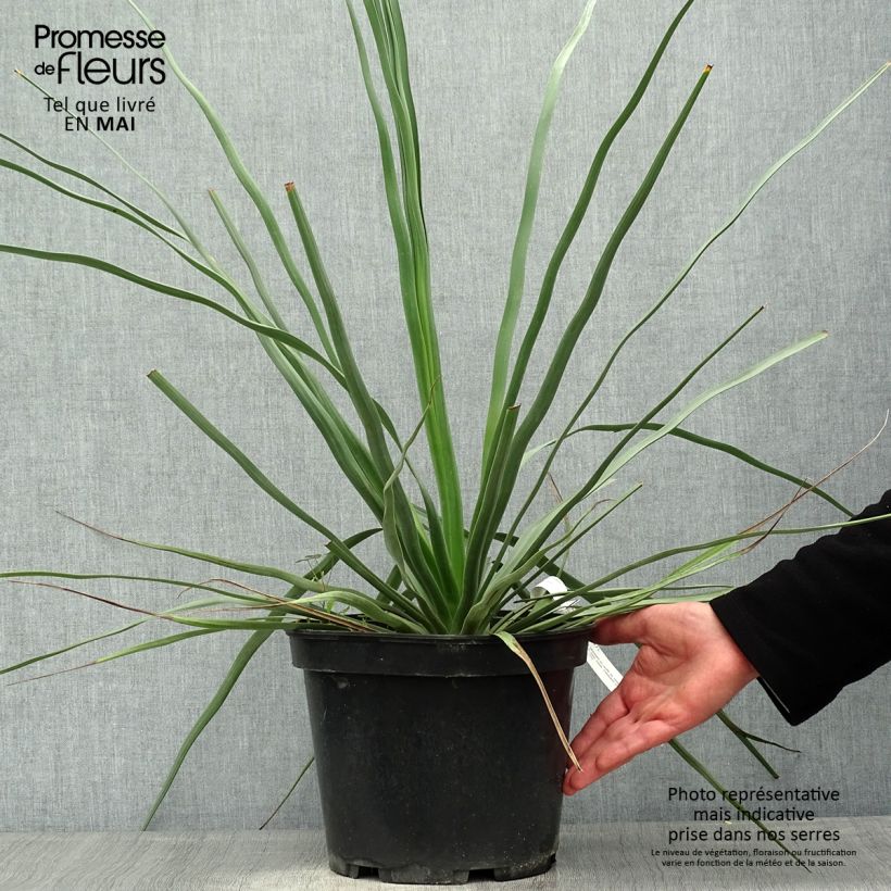 Amostra de Nolina hibernica La Sibirica Vaso de 6 L/7 L tal como entregue na primavera