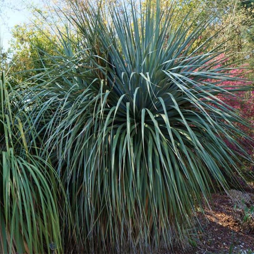 Nolina nelsonii (Hábito)