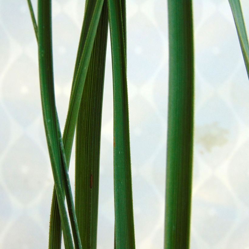 Nolina nelsonii (Folhagem)