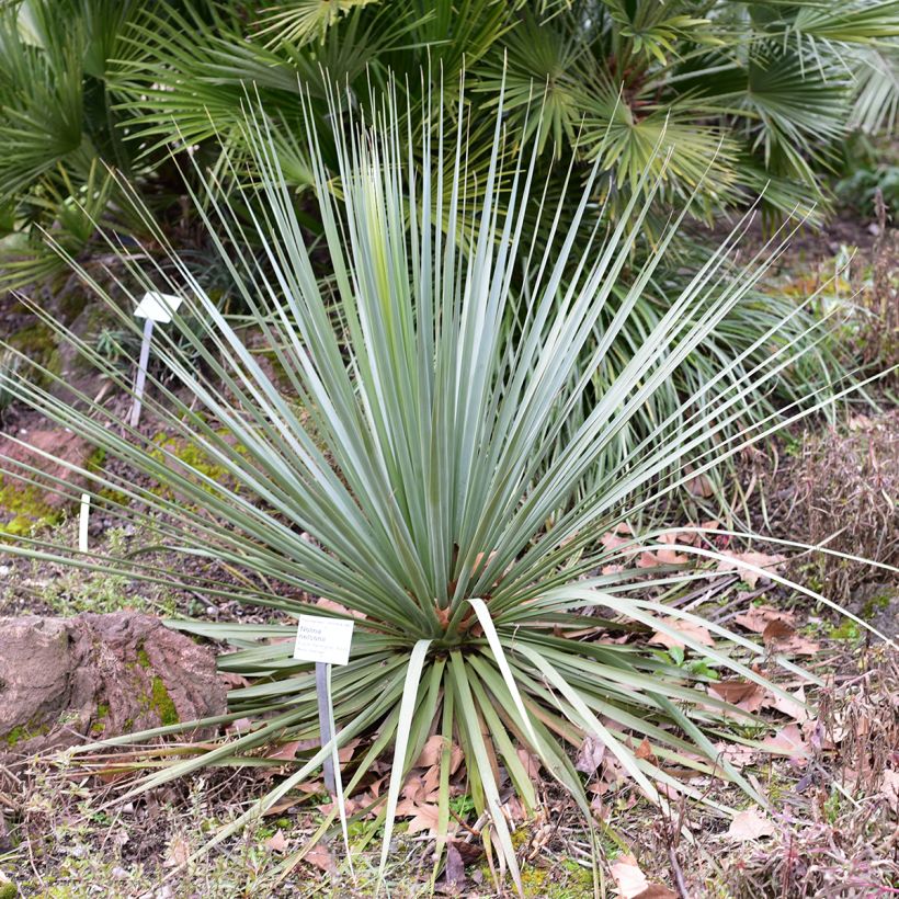 Nolina nelsonii (Hábito)