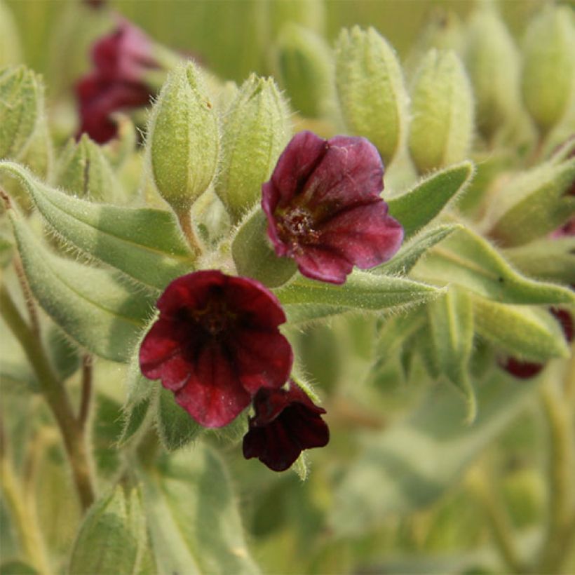 Nonea pulla (Floração)