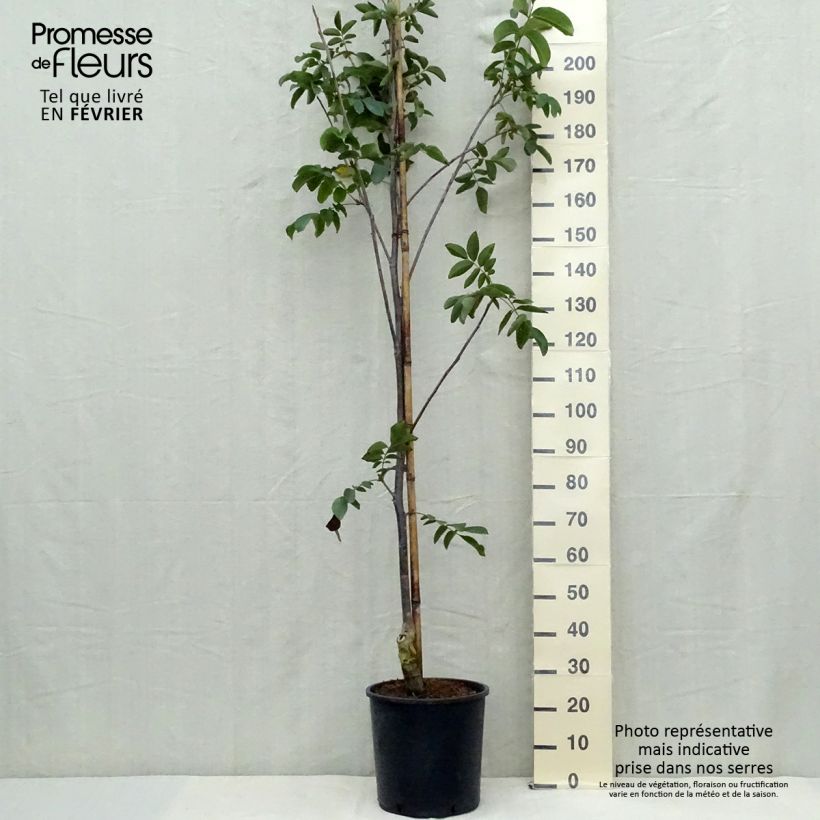 Amostra de Nogueira Franquette - Juglans regia Vaso de 12 L/15 L, Brasão tal como entregue no outono
