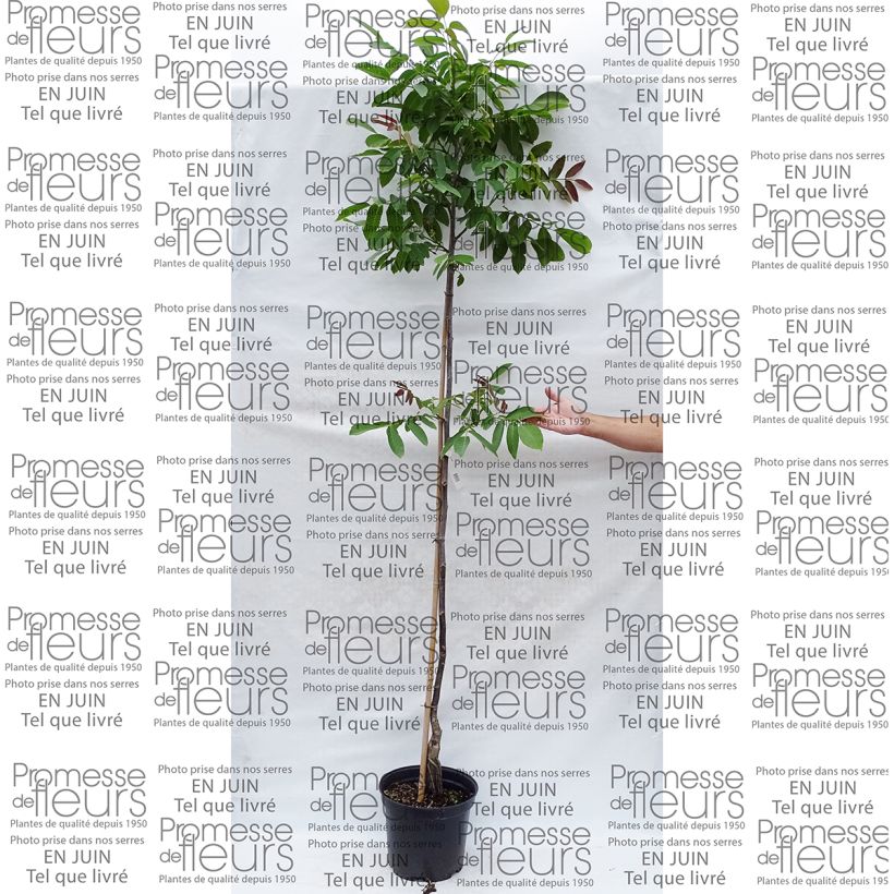 Exemplo de amostra de Noyer Parisienne - Noix de Grenoble Pot de 7,5L/10L, Baliveau tal como entregue