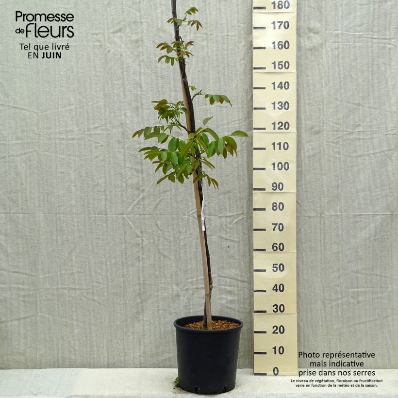 Amostra de Nogueira Parisiense - Juglans regia Vaso de 18 L/20 L, Brasão tal como entregue na primavera