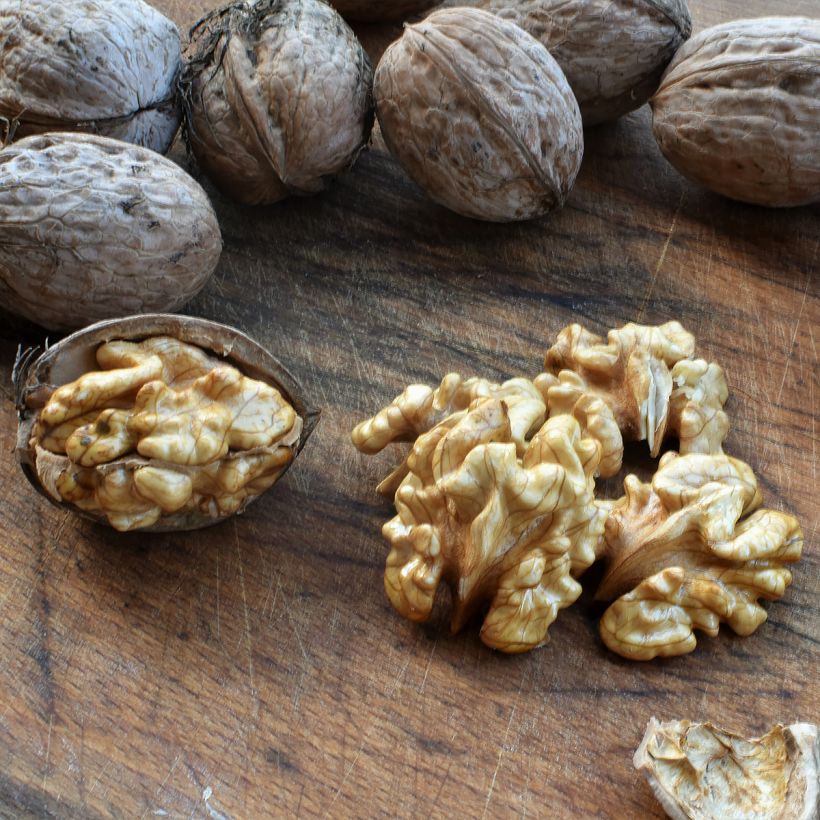 Nogueira-comum Corne - Juglans nigra (Colheita)