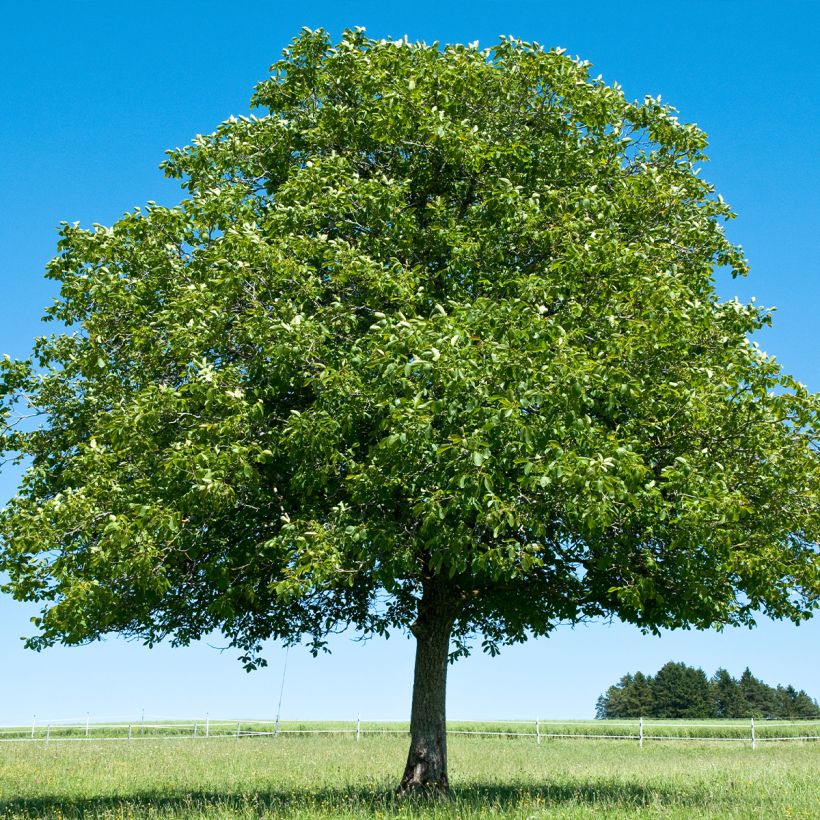 Nogueira-comum Corne - Juglans nigra (Hábito)