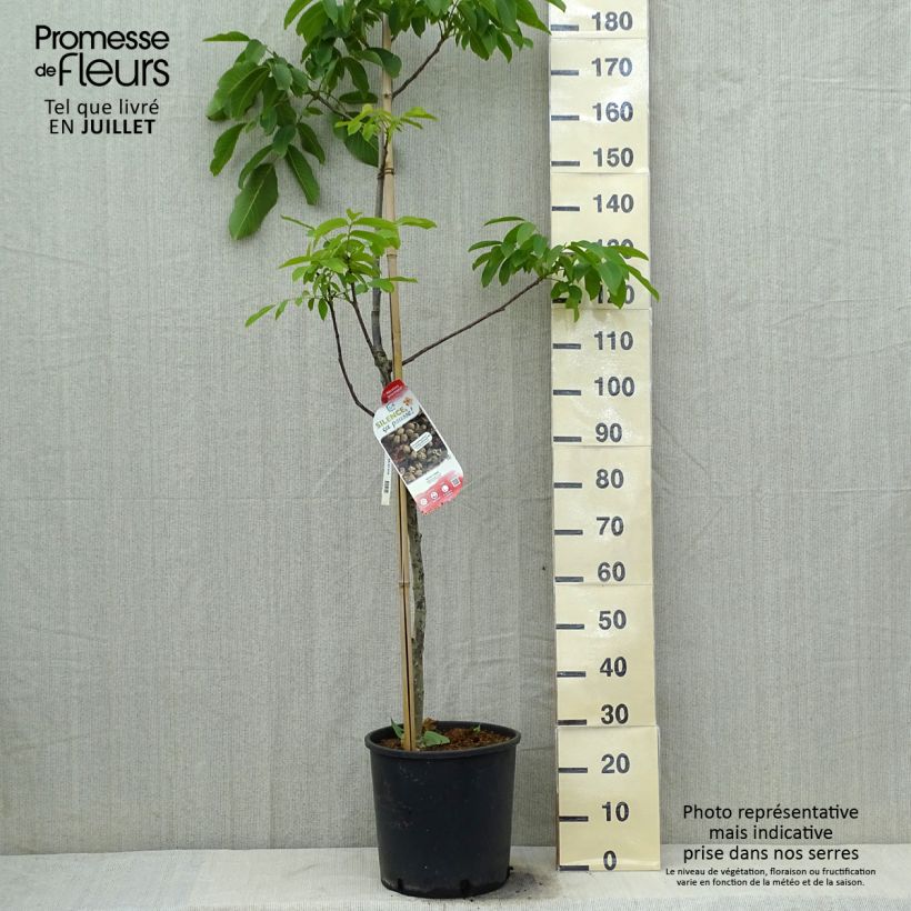 Amostra de Nogueira-comum Corne - Juglans nigra Vaso de 18 L/20 L, Brasão tal como entregue no verão