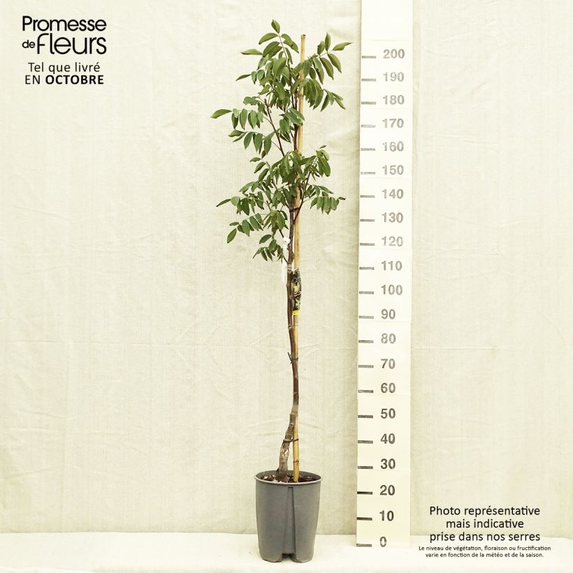 Amostra de Nogueira Fernor - Juglans regia Vaso de 7,5 L/10 L, Meia haste tal como entregue no outono
