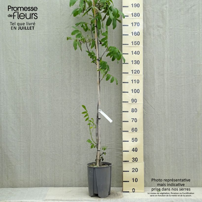 Amostra de Nogueira Fernor - Juglans regia Vaso de 7,5 L/10 L, Meia haste tal como entregue no verão
