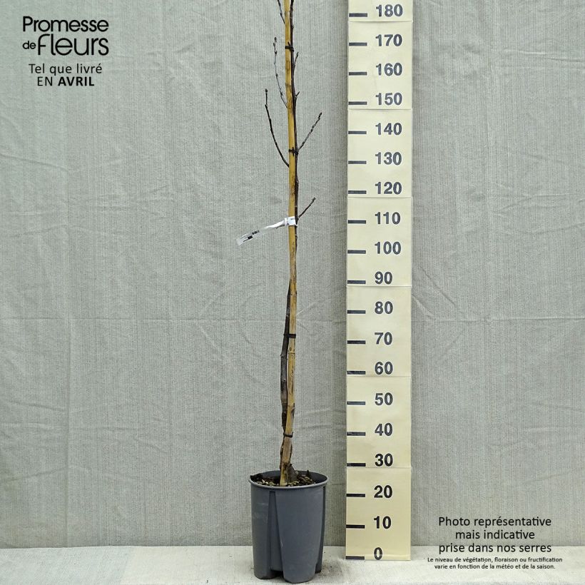 Amostra de Nogueira Fernor - Juglans regia Vaso de 7,5 L/10 L, Meia haste tal como entregue na primavera