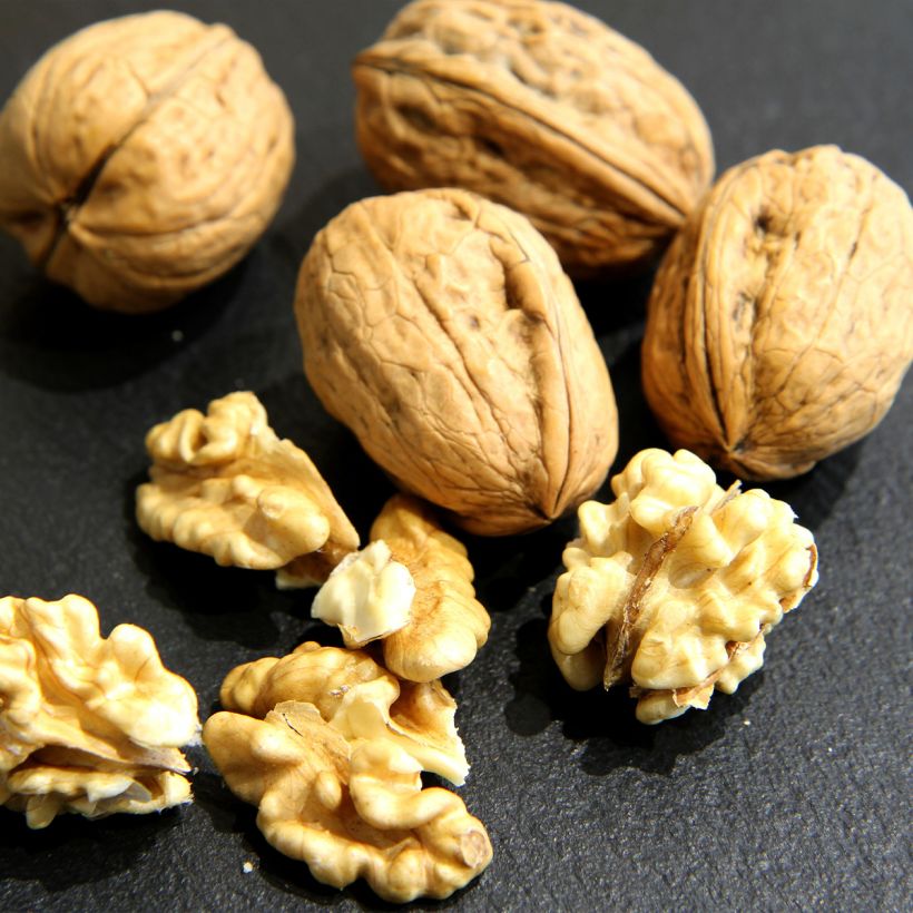 Nogueira-comum Mayette - Juglans regia (Colheita)