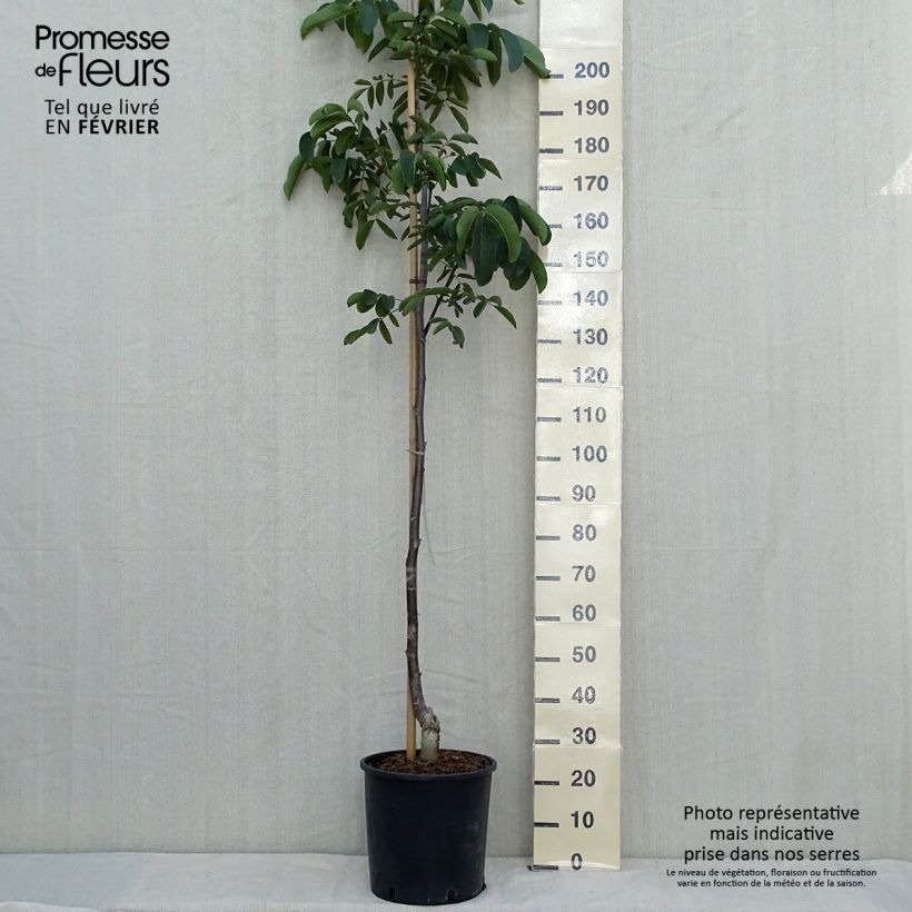 Amostra de Noyer commun Weinsberg 1 - Juglans regia  Pot de 18L/20L, Baliveau tal como entregue no outono