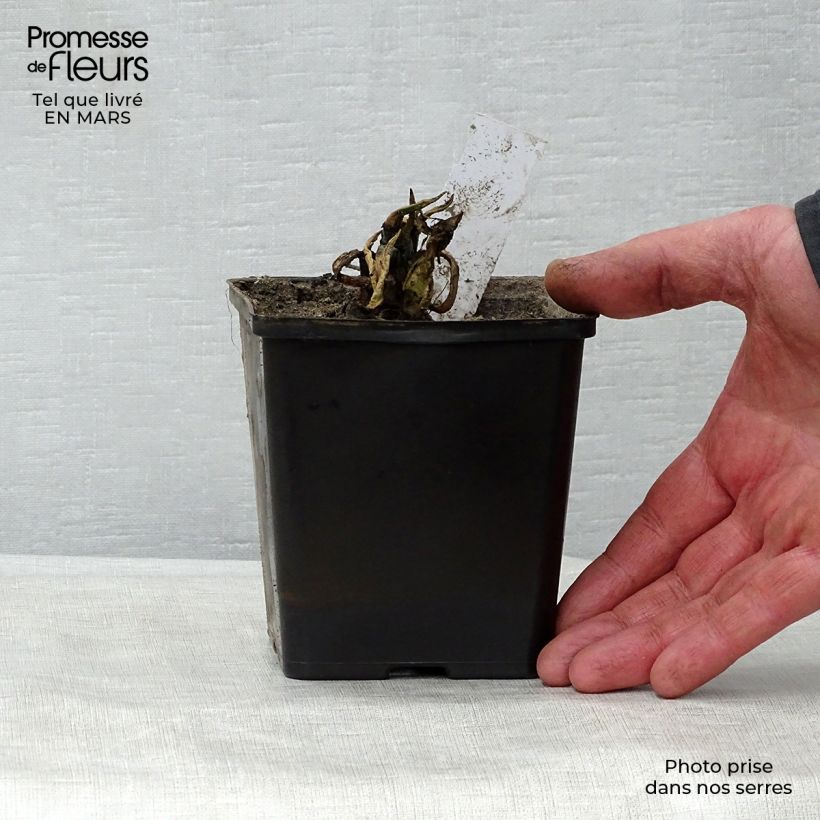 Amostra de Nuphar lutea Vaso de 8/9 cm tal como entregue na primavera