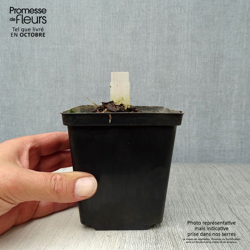 Amostra de Nuphar lutea Vaso de 8/9 cm tal como entregue no outono