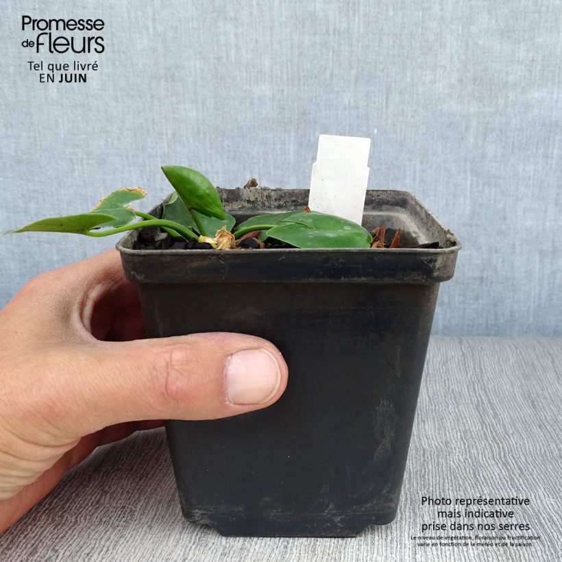 Amostra de Nuphar lutea Vaso de 8/9 cm tal como entregue no verão